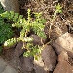 Boswellia sacra Habitat