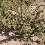 Xanthium spinosum Alkat (teljes növény)