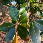 Calophyllum inophyllumLeht