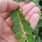 Phyllanthus leucanthus Folio