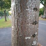 Tilia × euchlora Bark