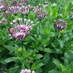 Osteospermum spp. Costuma