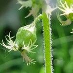 Tellima grandifloraFlower