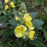 Verbascum phlomoides Цветок