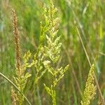 Agrostis stolonifera Fleur