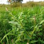 Persicaria maculosa Habit