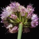 Allium strictum Fleur