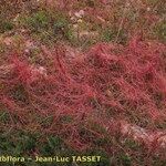 Cuscuta epithymum Yeri