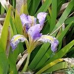 Iris lazica Flower