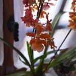 Oncidium crocidipterum Virág