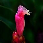 Costus spicatus Flower