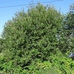 Salix phylicifolia Агульны выгляд