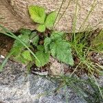 Rubus pruinosus Leaf