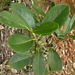 Balanops sparsifolia