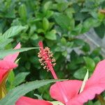 Hibiscus coccineus ফুল