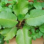 Kalanchoe pinnata Leaf