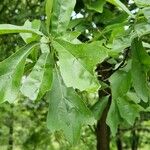 Quercus nigra Levél
