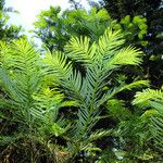 Cephalotaxus harringtonii पत्ता