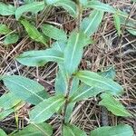 Chrysopsis mariana Leaf