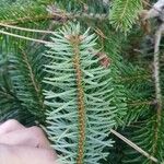 Abies nordmanniana Лист