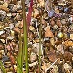 Imperata cylindrica Leaf