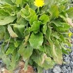 Hieracium amplexicaule Leht