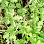 Artemisia princeps Листок