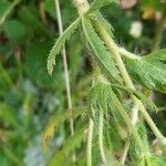 Potentilla recta Corteza