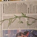 Cardamine impatiensFolha