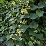 Bryonia verrucosa Otro