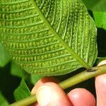 Thelypteris reticulata Други