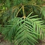 Torreya californica Folha