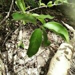 Flacourtia jangomas Leaf