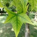 Liquidambar formosana Leaf