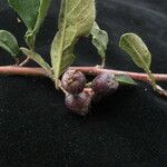 Cotoneaster affinis Habitat