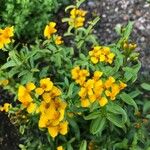 Tagetes lucida Hostoa