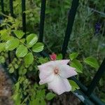 Rosa pouzinii Λουλούδι