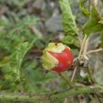 Solanum sisymbriifolium Plod