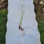 Eleocharis acicularis Hoja