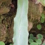 Elaphoglossum hybridum Blad
