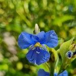 Commelina tuberosa ফুল