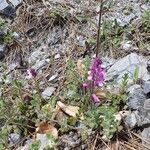 Polygala nicaeensis Libunga