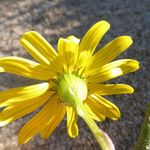 Senecio californicus Blüte