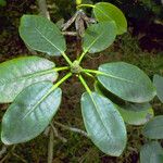 Rhododendron vernicosum Blatt