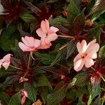 Impatiens walleriana花