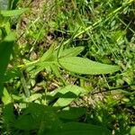 Coreopsis grandiflora List