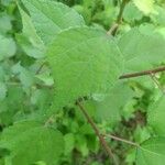 Triumfetta rhomboidea Leaf