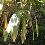 Cordyline mauritiana Φύλλο