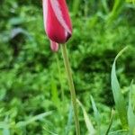 Tulipa clusiana Kôra