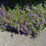 Campanula poscharskyana Συνήθη χαρακτηριστικά